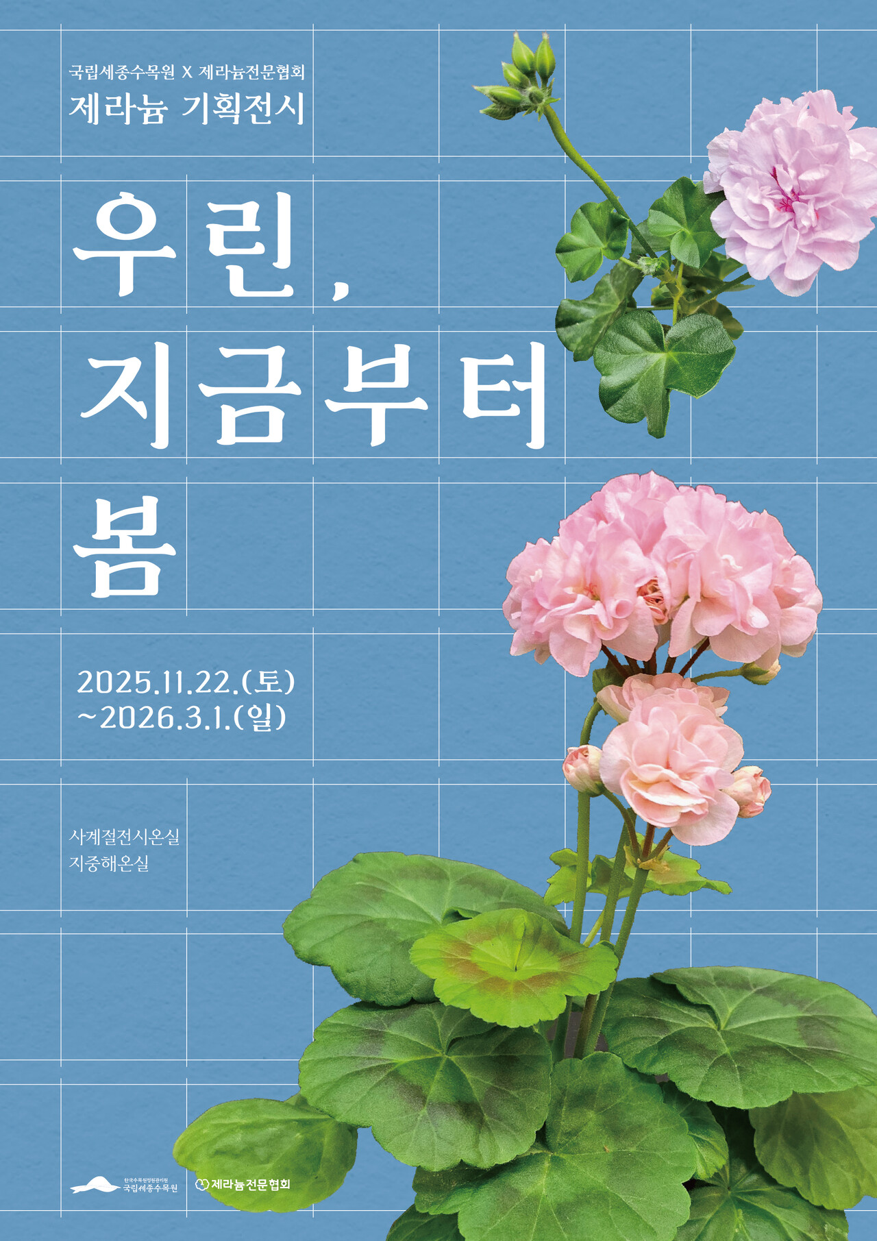 오는 11월 22일부터 2026년 3월 1일까지 국립세종수목원 지중해온실에서 제라늄 품종 전시회 ‘우린, 지금부터 봄’이 열린다. /사진 제공=한국수목원정원관리원