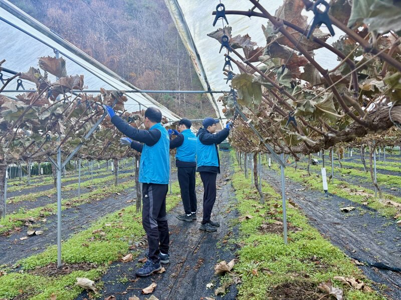 농협중앙회 대전본부와 산내농협 임직원, 한국연구재단이 21일 대전 동구 삼괴동 포도 재배 농가를 방문, 일손돕기에 나섰다.