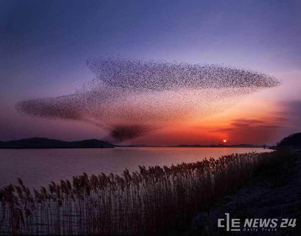 충남 서천군이 겨울철새의 장대한 이동을 직접 체감할 수 있는 생태관광축제 ‘2025 서천철새여행’을 오는 29일부터 30일까지  조류생태전시관 일원에서 개최한다. 사진은 석양이 깃든 서천군 해안에서 화려하게 펼쳐지고 있는 겨울철새의 군무 모습. /서천군  